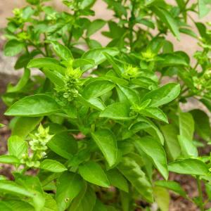 Basilic Marseillais